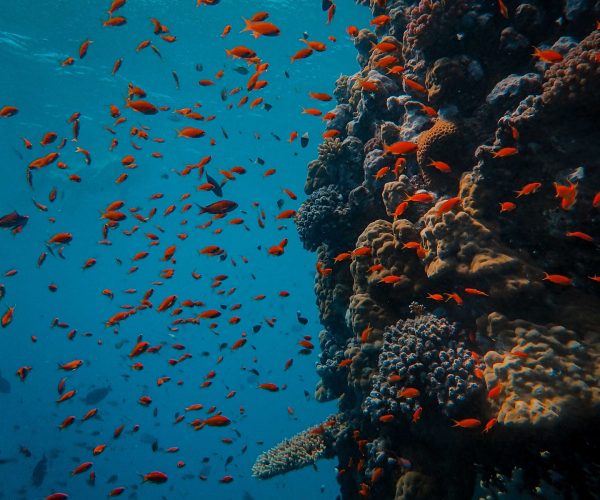 Korallen und Fische im Roten Meer